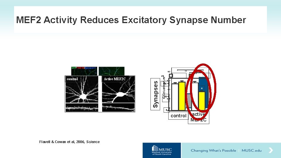 MEF 2 Activity Reduces Excitatory Synapse Number vehicle Active MEF 2 C Synapses control