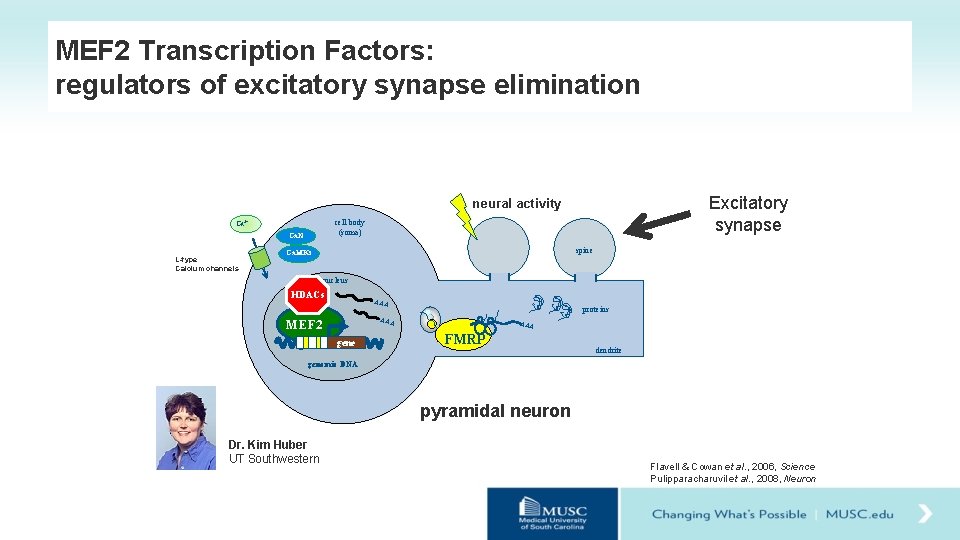 MEF 2 Transcription Factors: regulators of excitatory synapse elimination Excitatory synapse neural activity cell