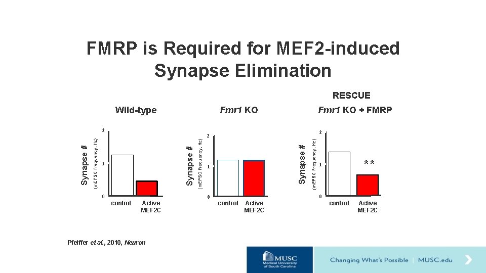 FMRP is Required for MEF 2 -induced Synapse Elimination RESCUE Fmr 1 KO Wild-type