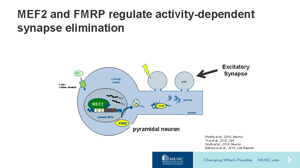 MEF 2 and FMRP regulate activity-dependent synapse elimination Excitatory Synapse neural activity Ca 2+