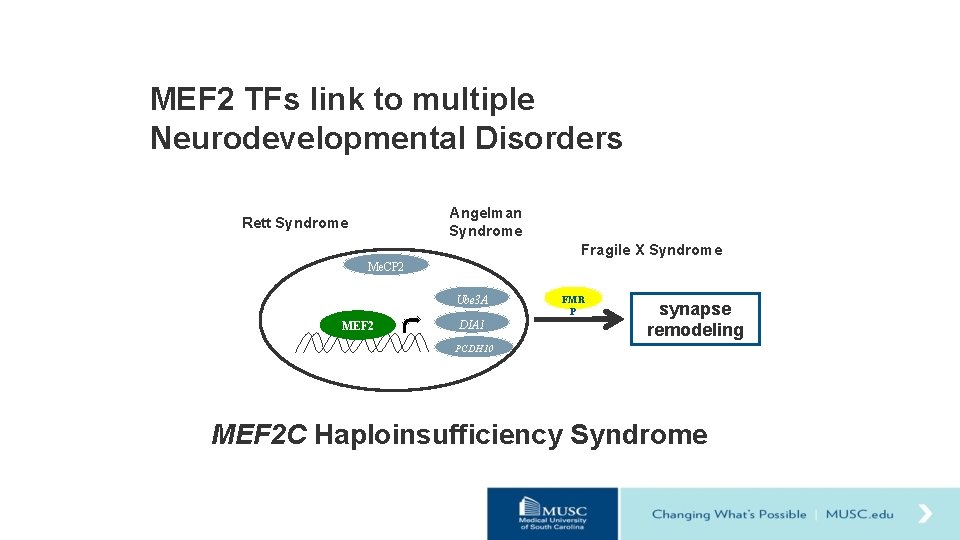 MEF 2 TFs link to multiple Neurodevelopmental Disorders Angelman Syndrome Rett Syndrome Fragile X