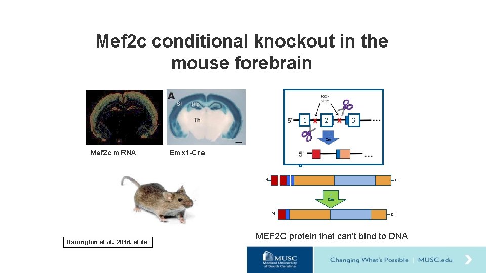 Mef 2 c conditional knockout in the mouse forebrain 1 Mef 2 c m.