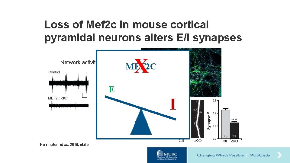 Loss of Mef 2 c in mouse cortical pyramidal neurons alters E/I synapses X