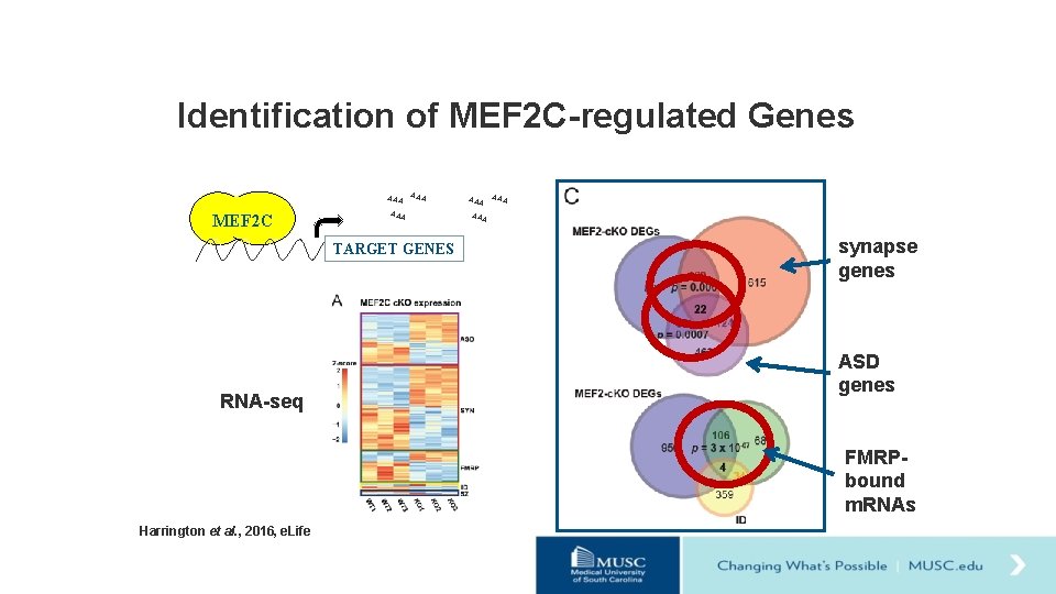 Identification of MEF 2 C-regulated Genes AAA MEF 2 C AAA TARGET GENES RNA-seq