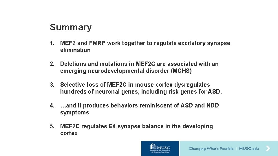 Summary 1. MEF 2 and FMRP work together to regulate excitatory synapse elimination 2.