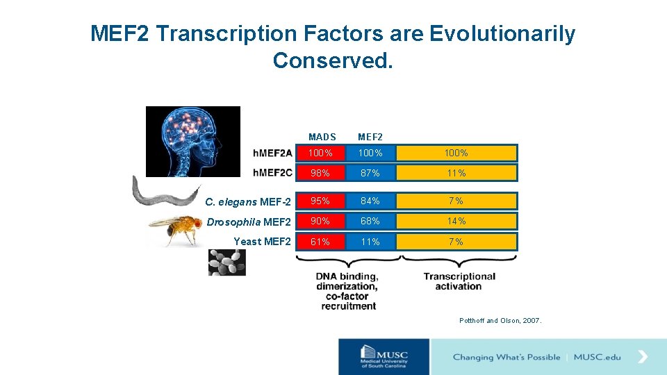 MEF 2 Transcription Factors are Evolutionarily Conserved. MADS MEF 2 100% 98% 87% 11%