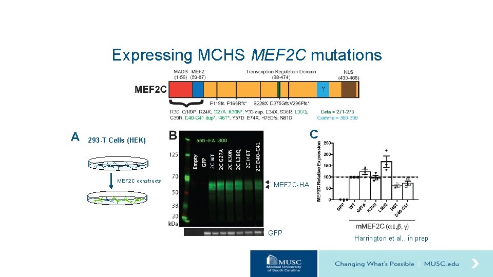 Expressing MCHS MEF 2 C mutations A C 293 -T Cells (HEK) MEF 2