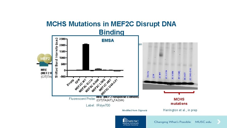 MCHS Mutations in MEF 2 C Disrupt DNA Binding EMSA MEF 2 + MEF