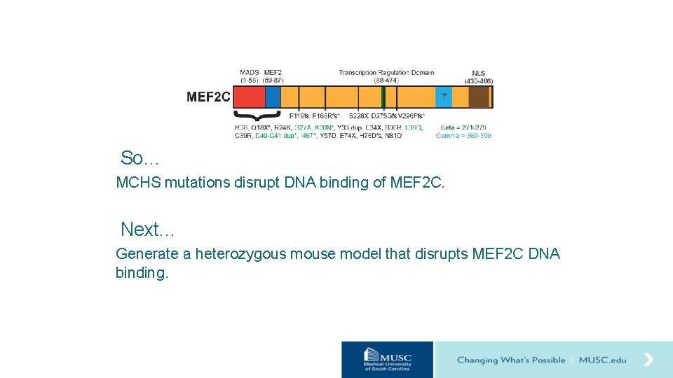 So… MCHS mutations disrupt DNA binding of MEF 2 C. Next… Generate a heterozygous