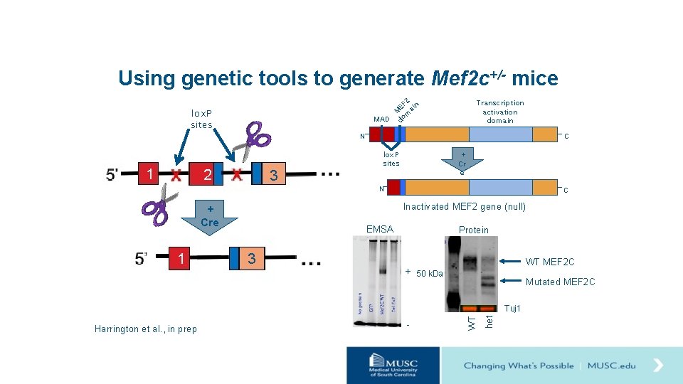 Using genetic tools to generate Mef 2 c+/- mice lox. P sites 1 N