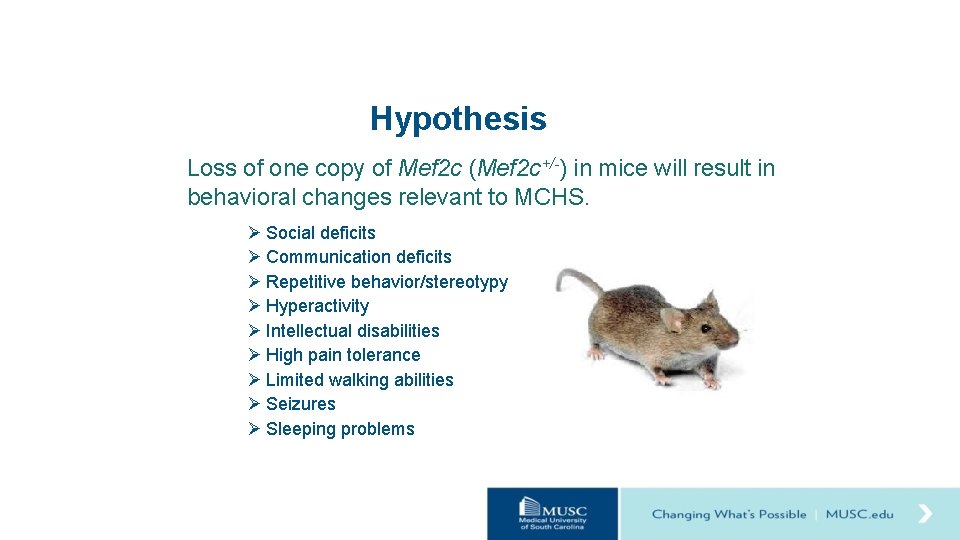 Hypothesis Loss of one copy of Mef 2 c (Mef 2 c+/-) in mice