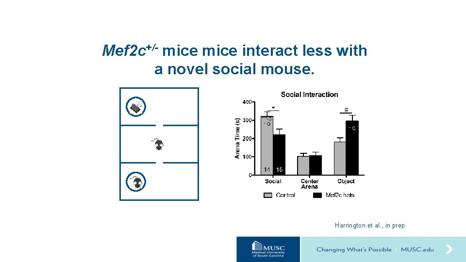 Mef 2 c+/- mice interact less with a novel social mouse. Harrington et al.