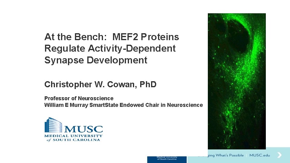 At the Bench: MEF 2 Proteins Regulate Activity-Dependent Synapse Development Christopher W. Cowan, Ph.