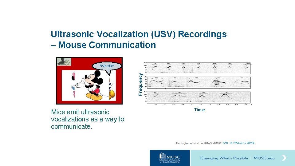 Ultrasonic Vocalization (USV) Recordings – Mouse Communication Frequency *Whistle* Mice emit ultrasonic vocalizations as