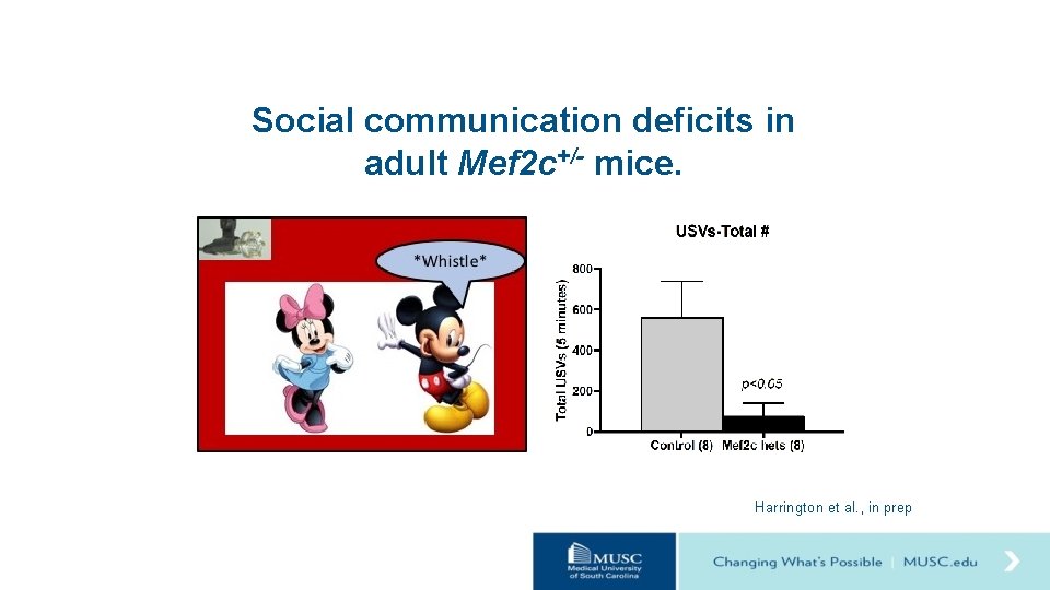 Social communication deficits in adult Mef 2 c+/- mice. Harrington et al. , in