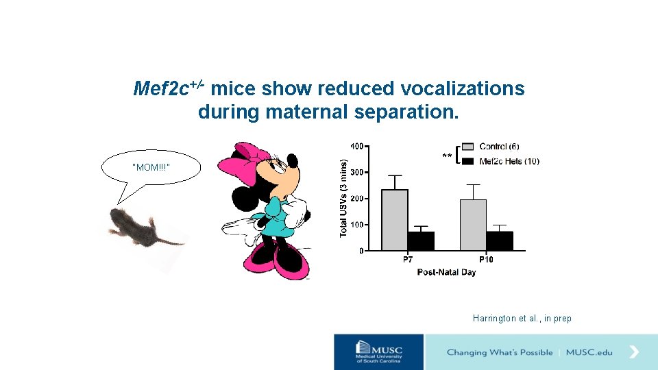 Mef 2 c+/- mice show reduced vocalizations during maternal separation. “MOM!!!” Harrington et al.