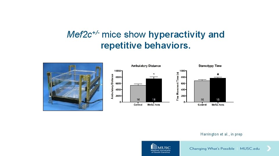 Mef 2 c+/- mice show hyperactivity and repetitive behaviors. Harrington et al. , in