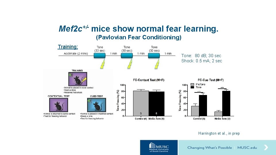 Mef 2 c+/- mice show normal fear learning. (Pavlovian Fear Conditioning) Training: Tone: 80