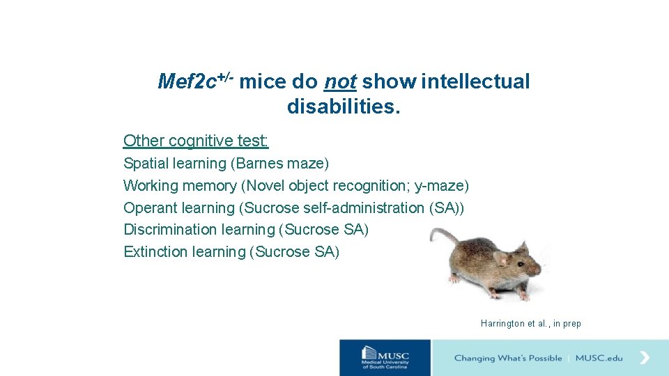 Mef 2 c+/- mice do not show intellectual disabilities. Other cognitive test: Spatial learning