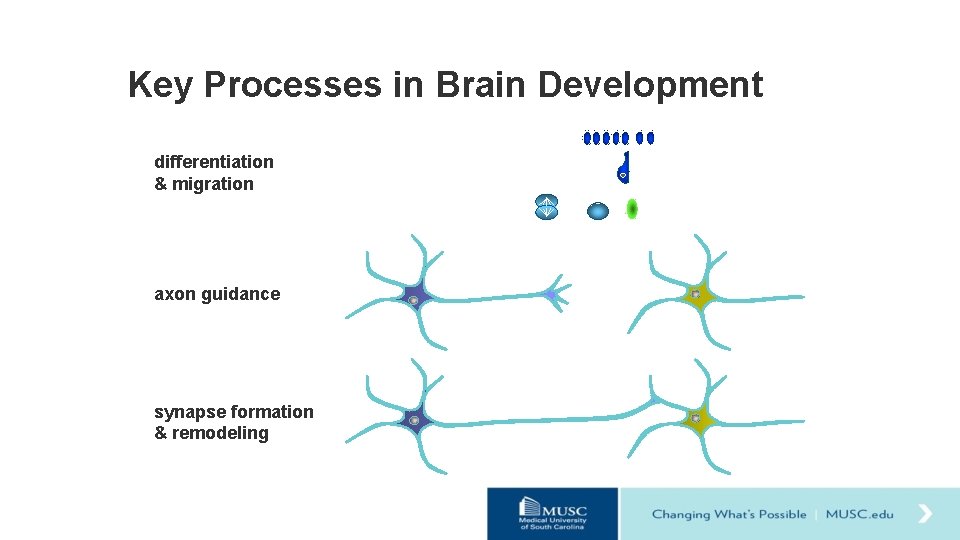 Key Processes in Brain Development differentiation & migration axon guidance synapse formation & remodeling