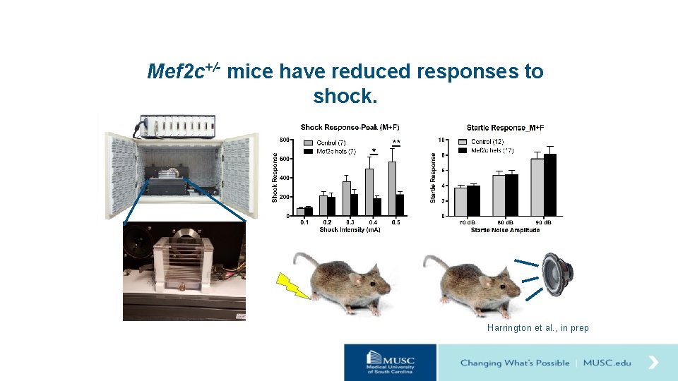 Mef 2 c+/- mice have reduced responses to shock. Harrington et al. , in