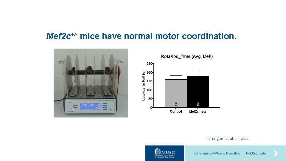 Mef 2 c+/- mice have normal motor coordination. Harrington et al. , in prep