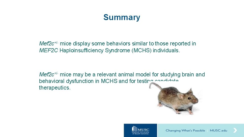 Summary Mef 2 c+/- mice display some behaviors similar to those reported in MEF