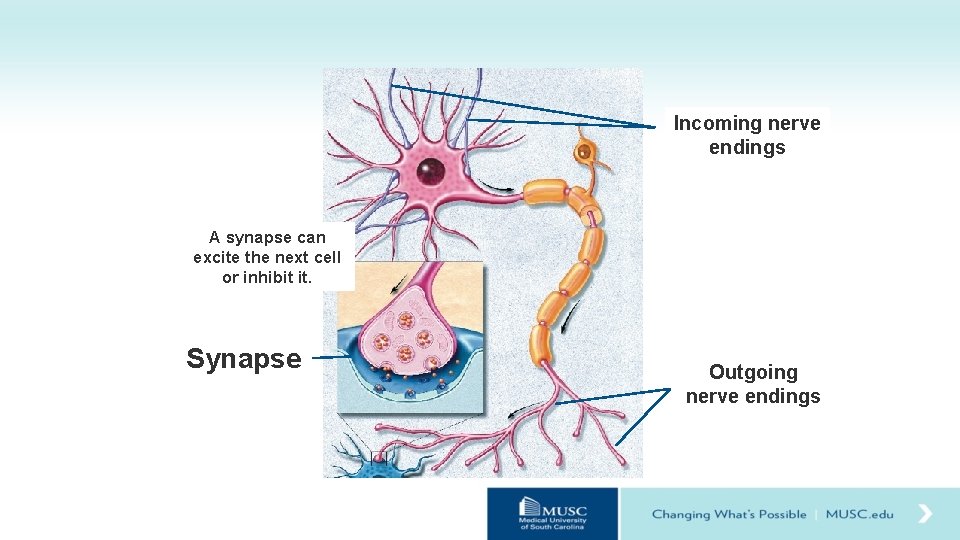 Incoming nerve endings A synapse can excite the next cell or inhibit it. Synapse