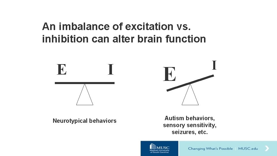 An imbalance of excitation vs. inhibition can alter brain function E I Neurotypical behaviors