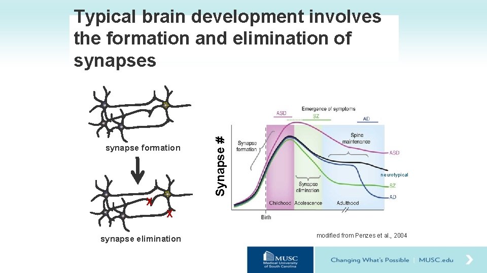 synapse formation X Synapse # Typical brain development involves the formation and elimination of