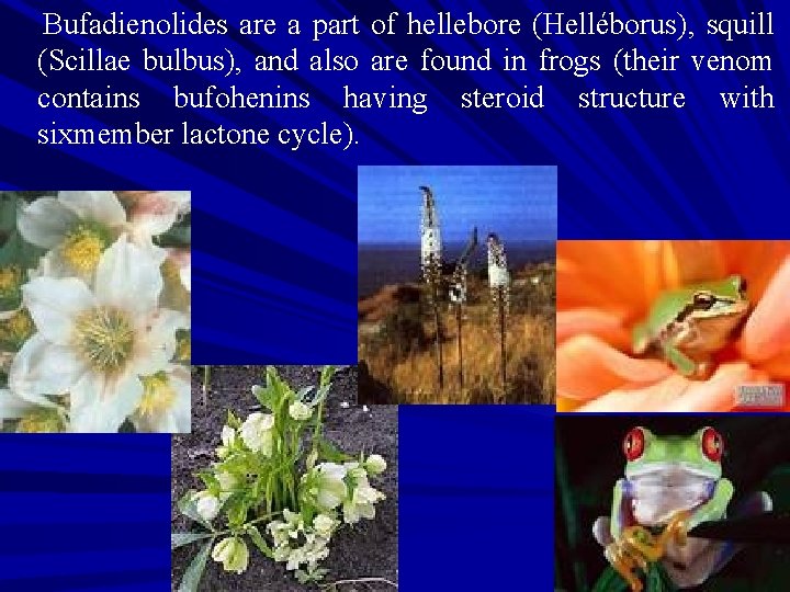 Bufadienolides are a part of hellebore (Helléborus), squill (Scillae bulbus), and also are found Bufadienolides are a part of hellebore (Helléborus), squill (Scillae bulbus), and also are found