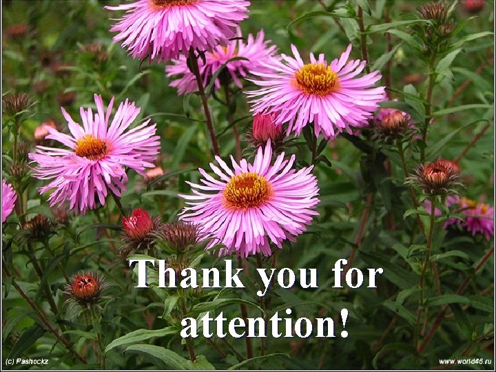 Thank you for attention! Thank you for attention!