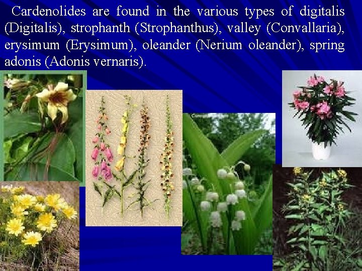 Cardenolides are found in the various types of digitalis (Digitalis), strophanth (Strophanthus), valley (Convallaria), Cardenolides are found in the various types of digitalis (Digitalis), strophanth (Strophanthus), valley (Convallaria),