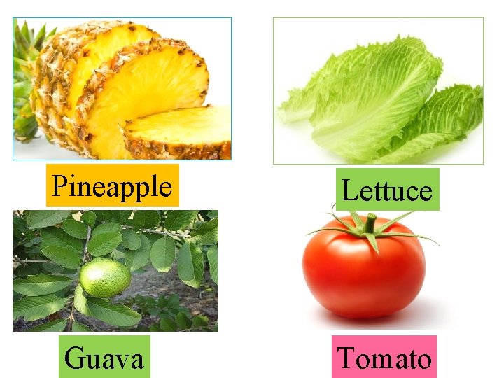 Pineapple Lettuce Guava Tomato 