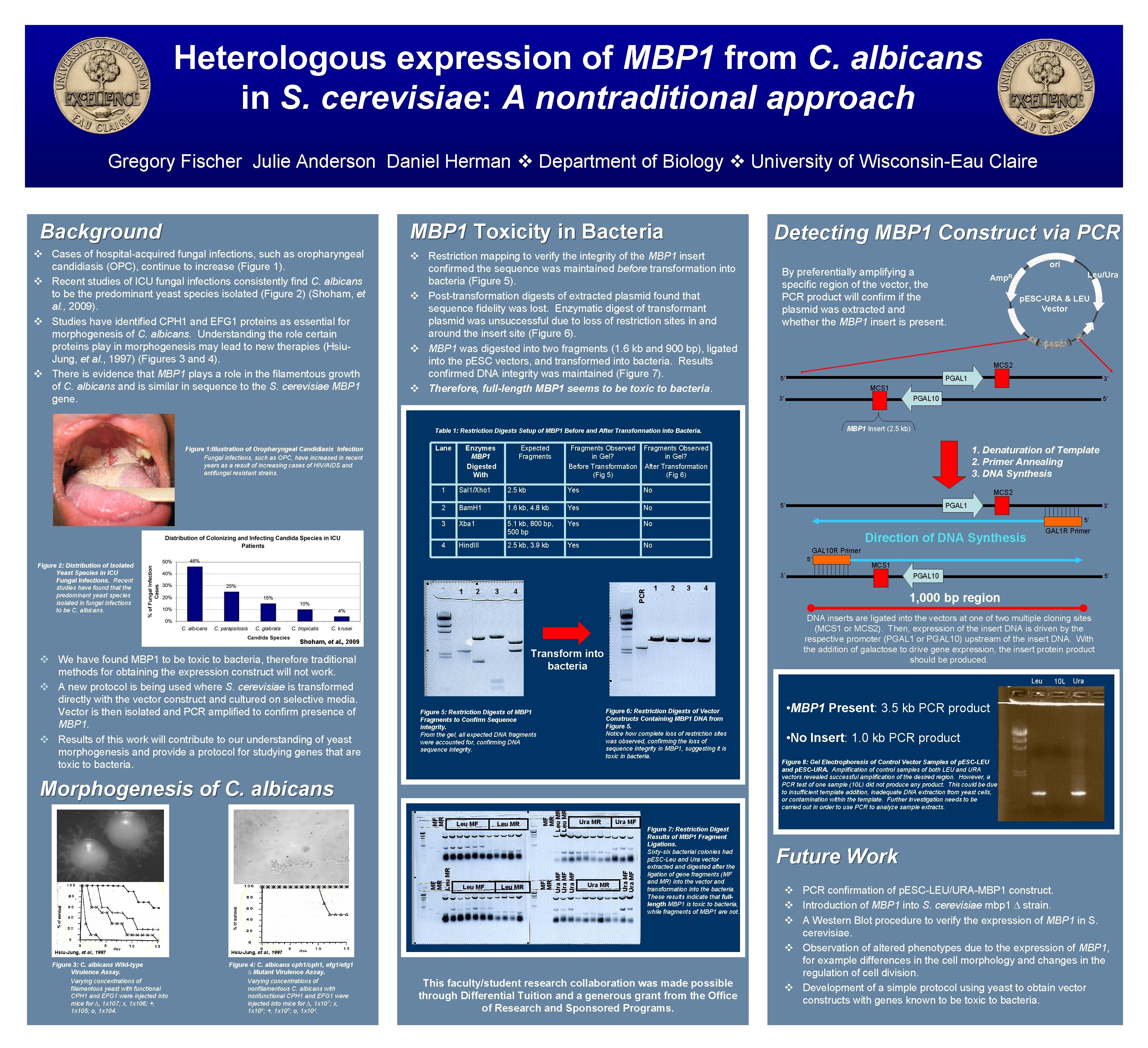 Heterologous expression of MBP 1 from C. albicans in S. cerevisiae: A nontraditional approach