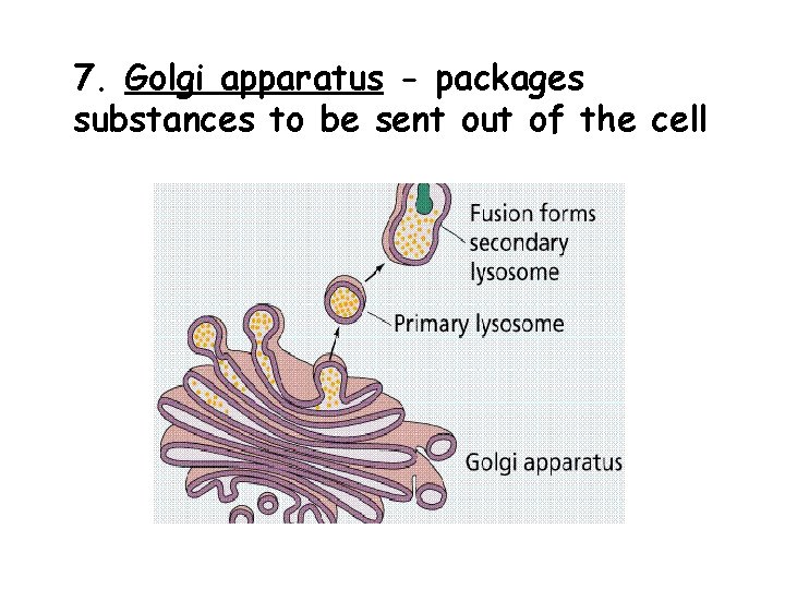 7. Golgi apparatus - packages substances to be sent out of the cell 