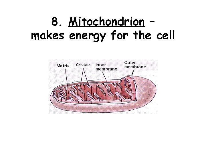 8. Mitochondrion – makes energy for the cell 