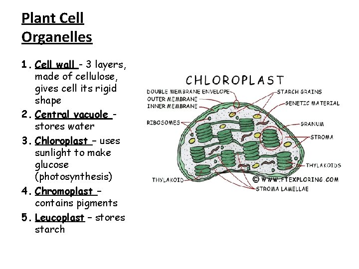 Plant Cell Organelles 1. Cell wall - 3 layers, made of cellulose, gives cell