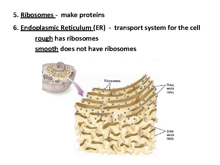 5. Ribosomes - make proteins 6. Endoplasmic Reticulum (ER) - transport system for the