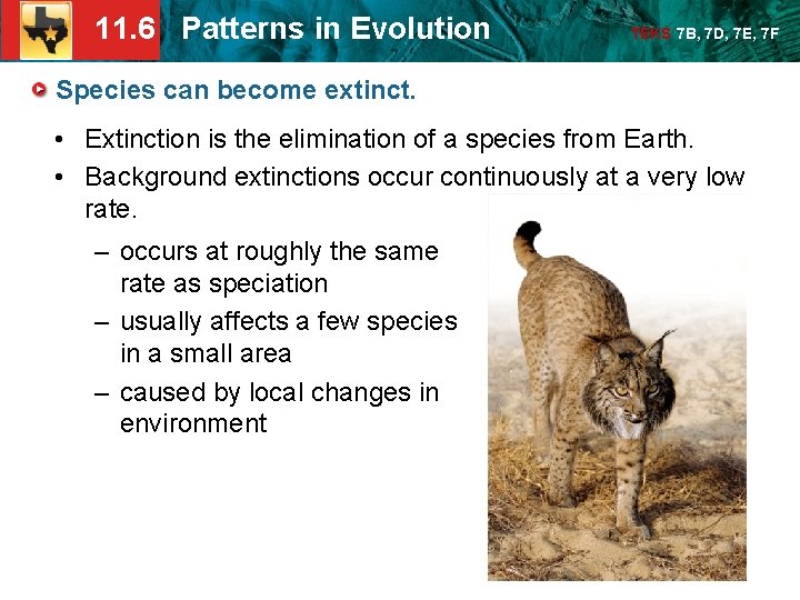 11 6 Patterns in Evolution TEKS 7 B