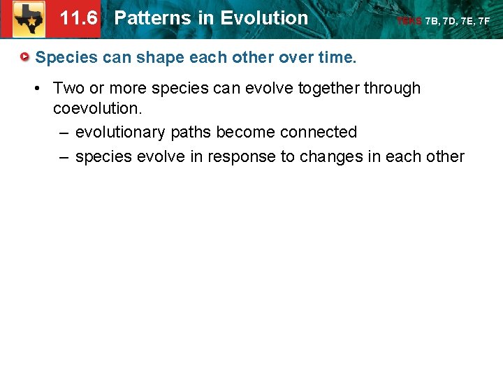 Specific Pattern Evolution 11 6 Patterns in Evolution TEKS 7 B