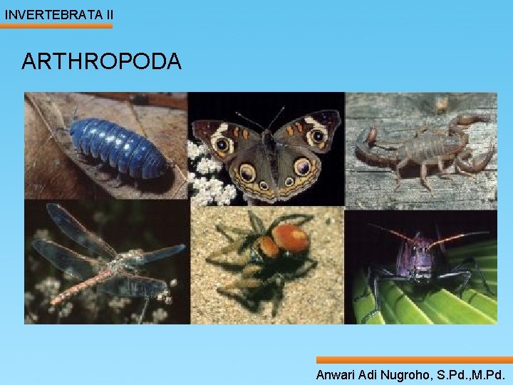 INVERTEBRATA II ARTHROPODA ____ Click__to____ edit Master _____ text styles ______ _____ _____ 16/01/2022