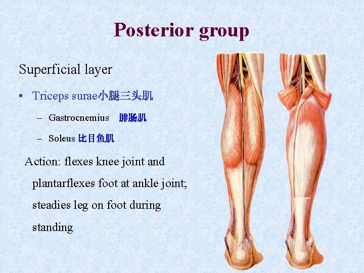 Posterior group Superficial layer • Triceps surae小腿三头肌 – Gastrocnemius 腓肠肌 – Soleus 比目鱼肌 Action: