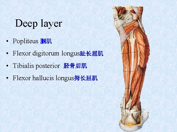 Deep layer • Popliteus 腘肌 • Flexor digitorum longus趾长屈肌 • Tibialis posterior 胫骨后肌 •