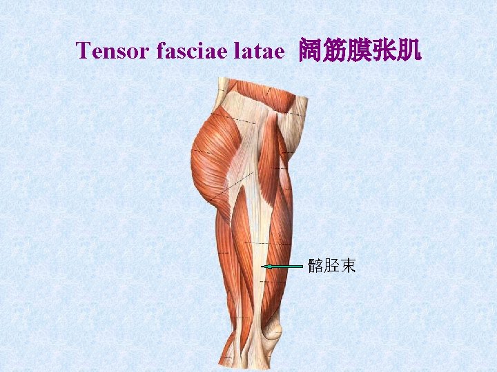 Tensor fasciae latae 阔筋膜张肌 髂胫束 