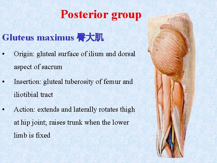 Posterior group Gluteus maximus 臀大肌 • Origin: gluteal surface of ilium and dorsal aspect