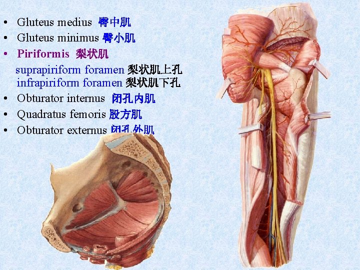  • Gluteus medius 臀中肌 • Gluteus minimus 臀小肌 • Piriformis 梨状肌 suprapiriform foramen