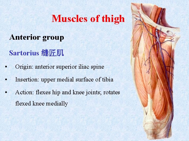 Muscles of thigh Anterior group Sartorius 缝匠肌 • Origin: anterior superior iliac spine •