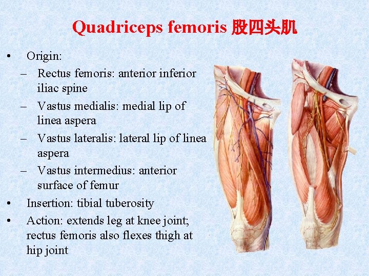 Quadriceps femoris 股四头肌 • Origin: – Rectus femoris: anterior inferior iliac spine – Vastus