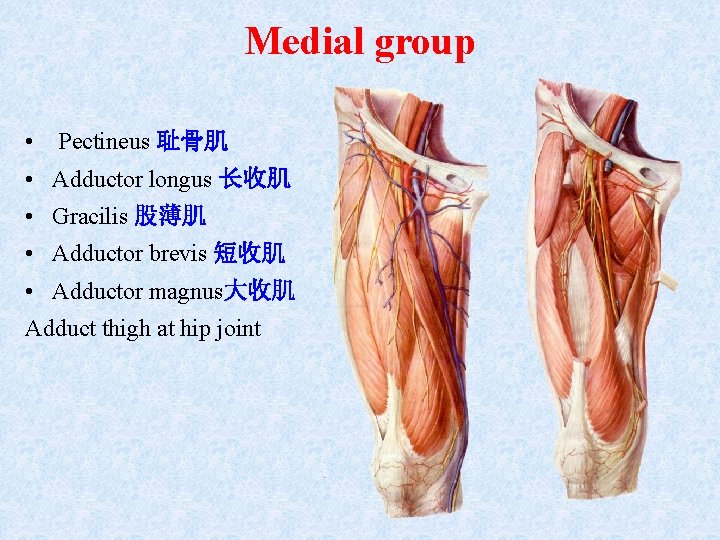 Medial group • Pectineus 耻骨肌 • Adductor longus 长收肌 • Gracilis 股薄肌 • Adductor